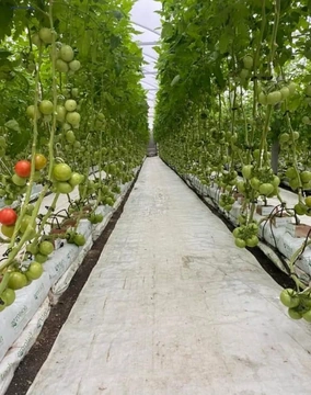 Land areas Code: 2+6400744