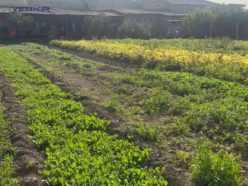 Дома Код 4+516201